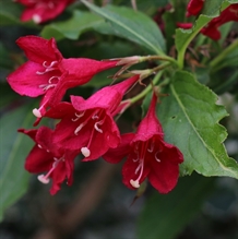 Klokkebusk 'Red Prince'
